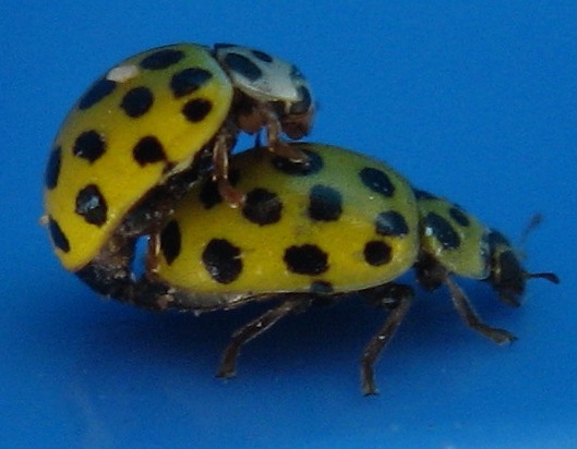 Coccinelles italiennes