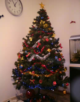 sapin6